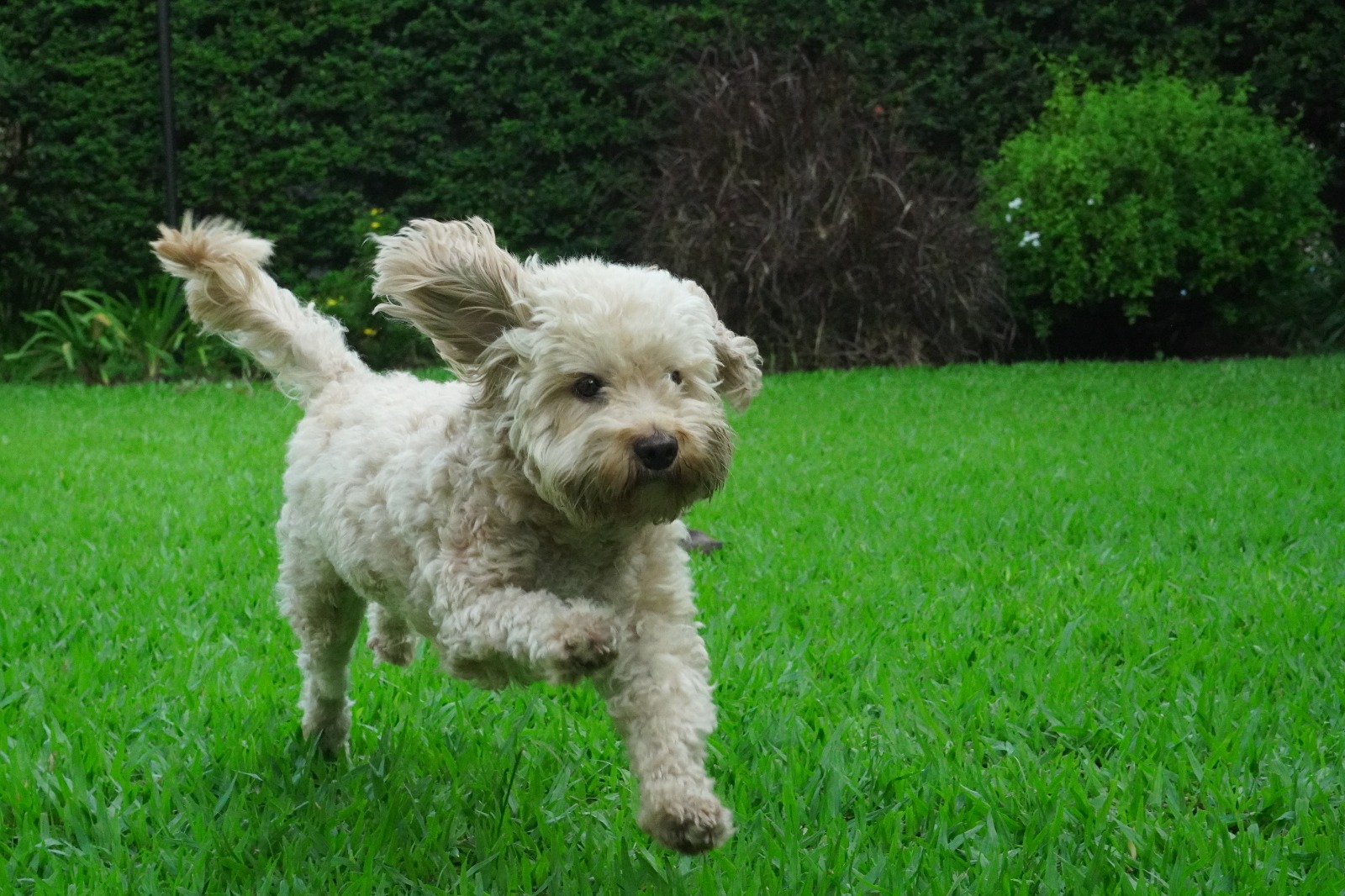 paquillo corriendo
