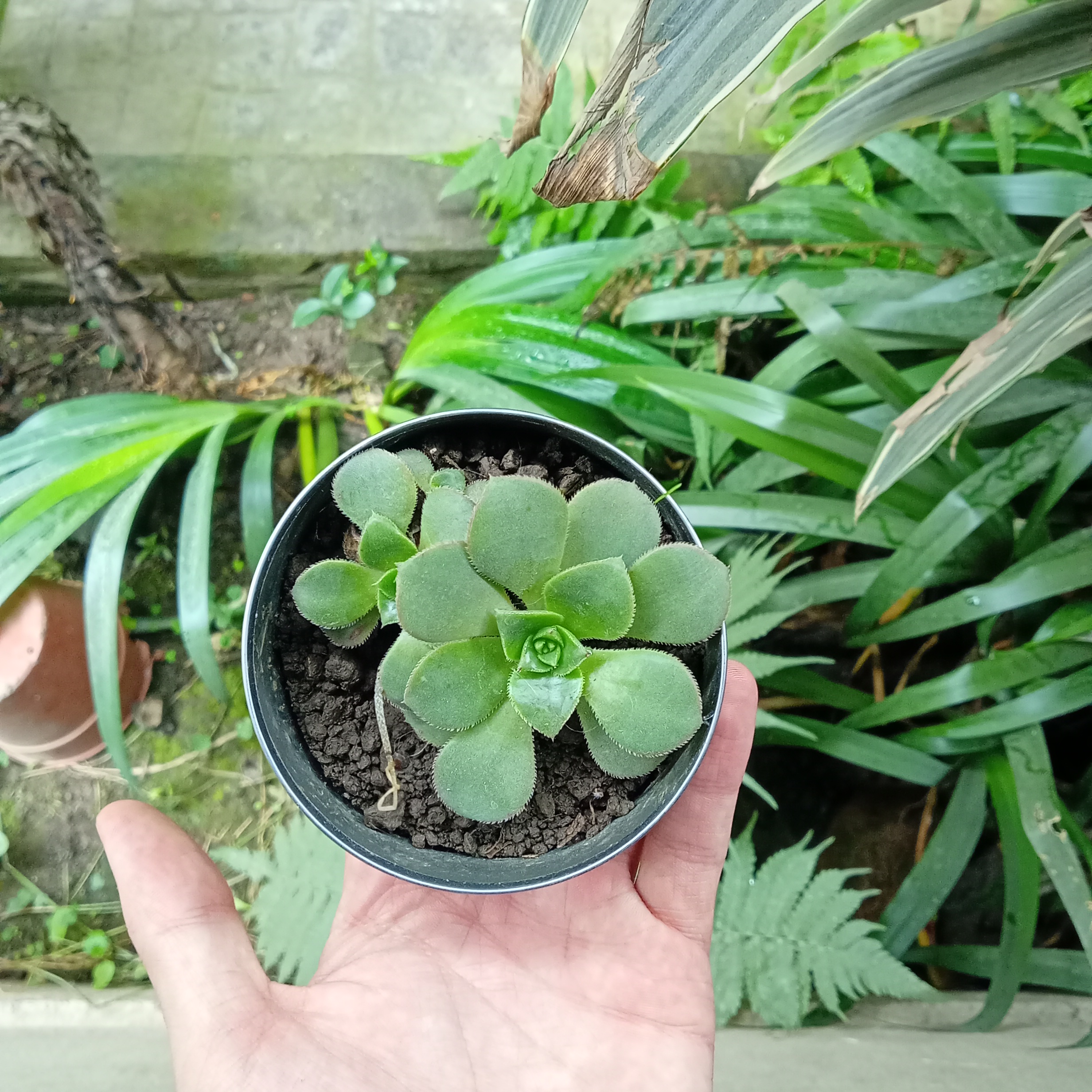 se la ve bien por ahora. Quiero tener más plantitas en macetas. me está gustando su presencia en mi cuarto.